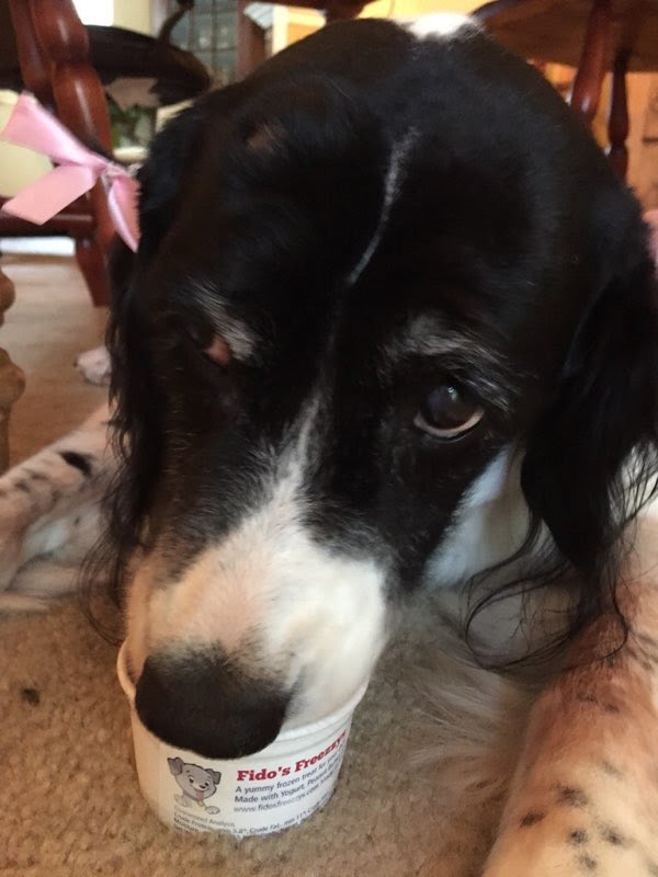 Fluffy black and white dog eating a fresh Freezzy